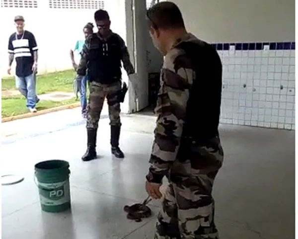 PMDF resgata cobra cascavel em instituição de ensino na Estrutural