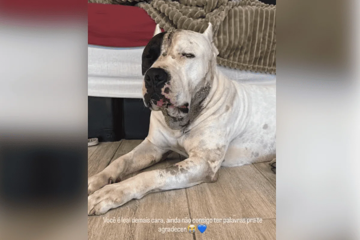 O animal sofreu ferimentos no rosto, levou 32 pontos na cabeça, perdeu parte da gengiva e teve parte das funções do lado esquerdo da face paralisados O animal sofreu ferimentos no rosto, levou 32 pontos na cabeça, perdeu parte da gengiva e teve parte das funções do lado esquerdo da face paralisados