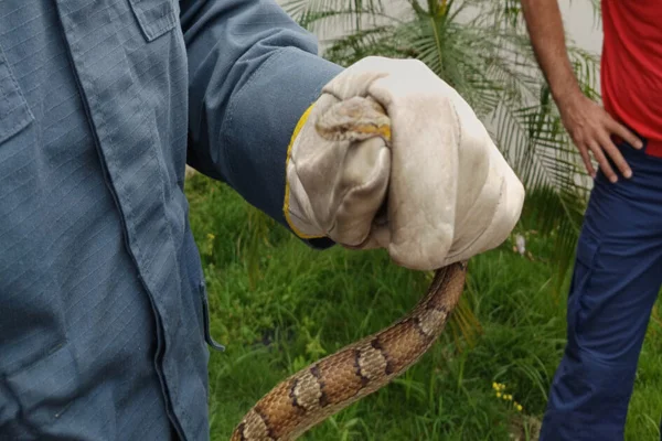 Imagem colorida, uma serpente sendo imobilizada - Metrópoles