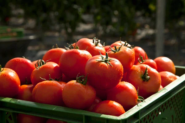 Os tomates e alimentos com esse ingrediente, como suco e alguns molhos, podem causar azia