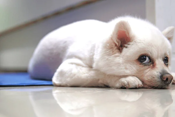 Vale a pena comprar o tapete gelado para refrescar seu cachorro?