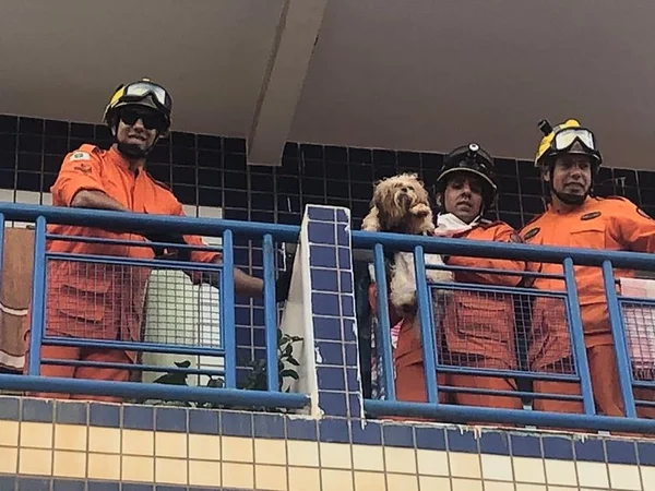Bombeiros resgatam cachorros em apartamento no DF sem água e comida