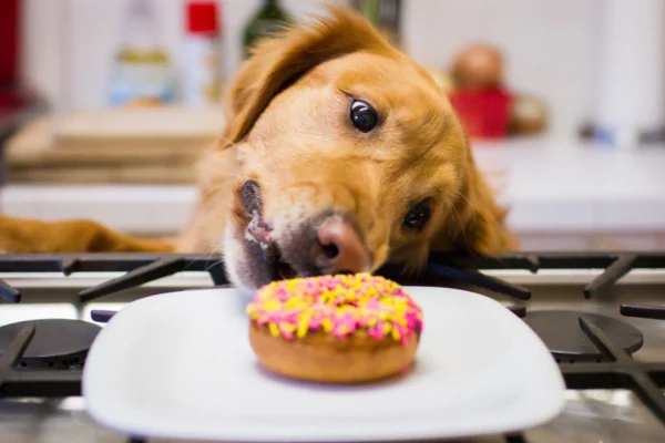 Imagem colorida de golden retriever tentando roubar um donut