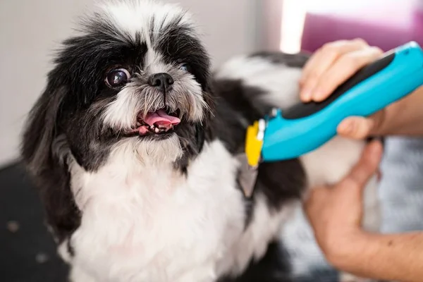 Saúde pet: conheça a vacina de coronavírus para cães