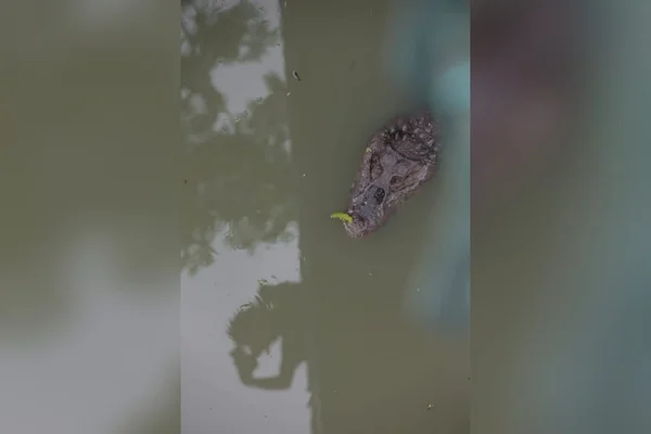 Bairro nobre do Rio vira “Pantanal” em trecho lotado de jacarés