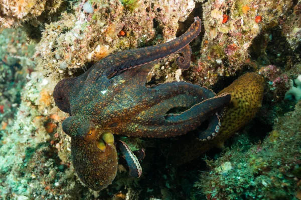polvo de duas manchas da Califórnia. Sexo dos polvos Encontrei este polvo-de-duas-manchas (Octopus bimaculoides) no recife em plena luz do dia. Poucos minutos depois, ele/ela encontrou um parceiro e desapareceu em um buraco no recife. Acho que queria privacidade.