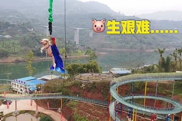 Porco é jogado de bungee jump a 70m de altura e gera revolta