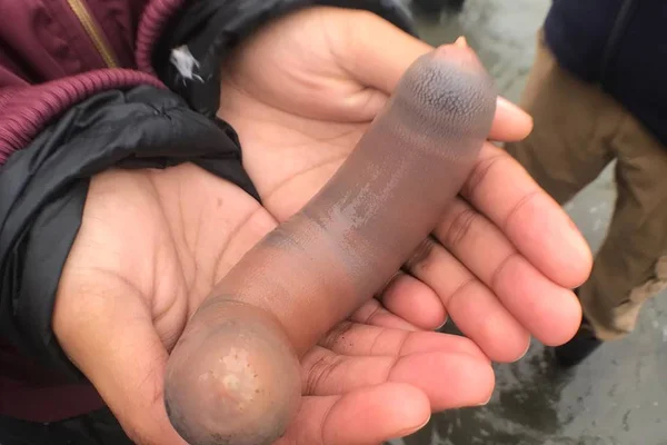 “Peixes-pênis” invadem praia da Califórnia após tempestade