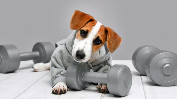 Canetas emagrecedoras: obesidade pet começa no comportamento humano