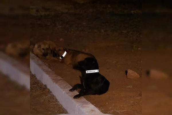 Mais de 2 mil cães comunitários do DF ganham coleira refletiva