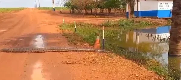 imagem colorida sucuri atravessa estrada e entra em lago goias