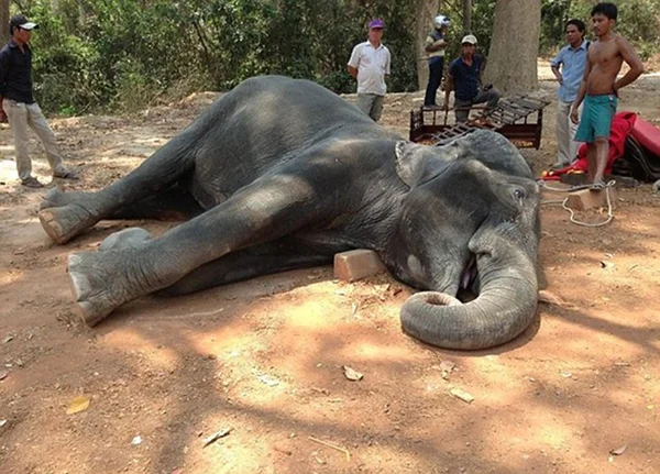 Elefante morre no Camboja após transportar turistas em calor de 40°C