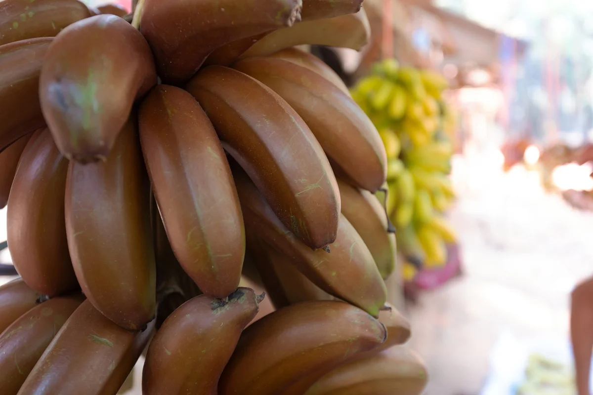 As bananas selvagens são menos doces, mais firmes e ricas em fibras As bananas selvagens são menos doces, mais firmes e ricas em fibras