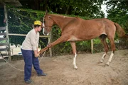 Cavalos e éguas recebem tratamento especializado antes de serem adotados