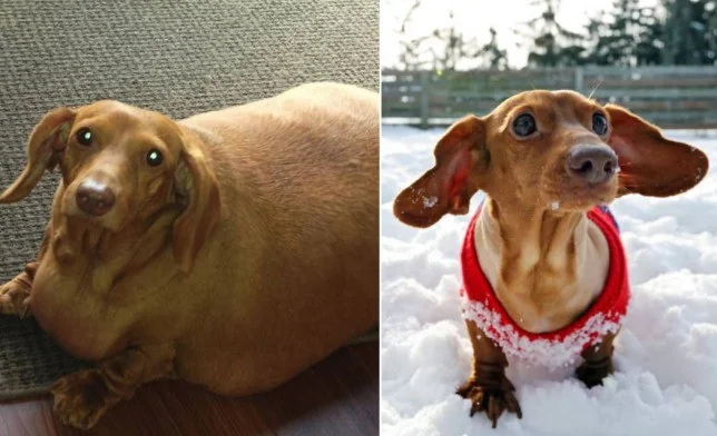 Dennis engordou de forma descontrolada após seus donos começarem a dar pizza e hambúrguer para o animal. O cachorrinho teve que enfrentar uma longa jornada para voltar ao seu peso normal Dennis engordou de forma descontrolada após seus donos começarem a dar pizza e hambúrguer para o animal. O cachorrinho teve que enfrentar uma longa jornada para voltar ao seu peso normal