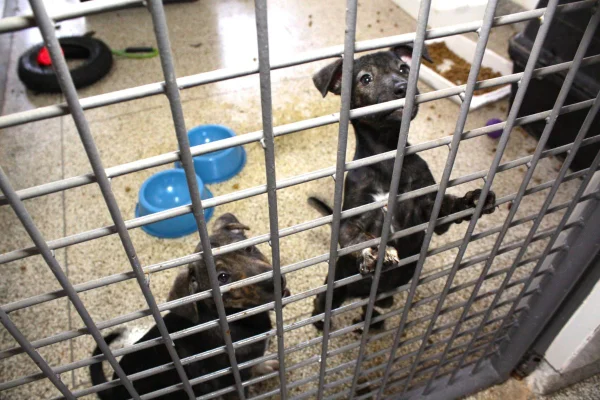 STF manteve suspensão que obriga criadores profissionais de cães e gatos a realizarem castração cirurgia em filhotes antes de 4 meses em SP - Metrópoles