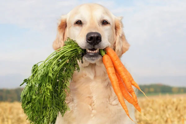 cachorro comendo cenoura