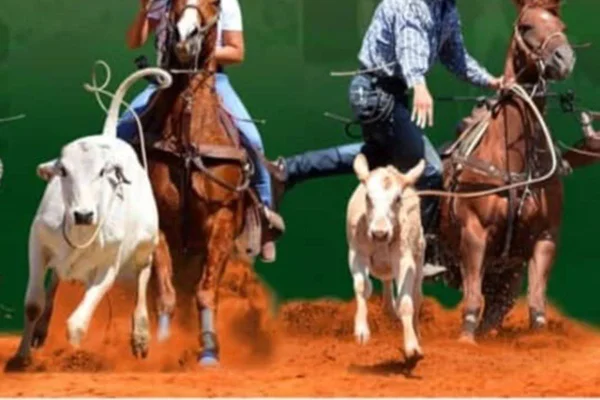 Prova equestre