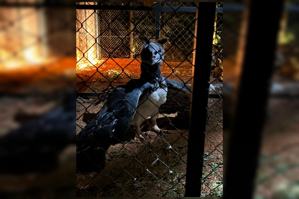 Katrina chegou ao Zoológico de Brasília nessa quarta-feira (19/8) Katrina chegou ao Zoológico de Brasília nessa quarta-feira (19/8)
