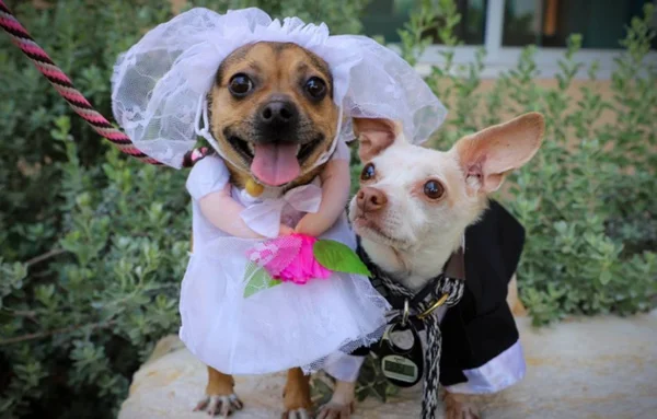 Cãezinhos de rua se "casam" vestidos de noiva e noiva, lado a lado - Metrópoles