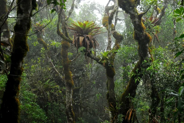 Imagem colorida mostra bromélia-tanque epífita - Metrópoles