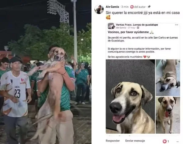 imagem colorida cadela encontrada copa do mundo