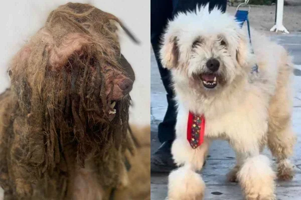Cachorro Scooby é aceito como parte em processo e juiz condena tutora