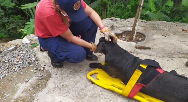 Bombeiros resgatam cachorro que caiu em ribanceira de 7 metros em SC. Vídeo