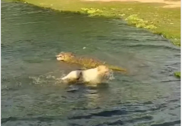 cão sendo atacado pro jacaré