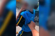 Motoboy ajuda estudante durante ataque de abelhas perto de escola em MG Motoboy ajuda estudante durante ataque de abelhas perto de escola em MG