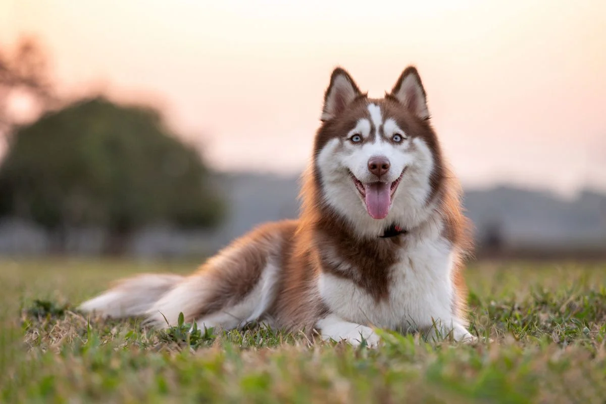 Mulher é condenada por arrastar husky siberiano no asfalto em Ceilândia