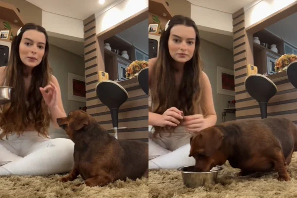 Cadela com sobrepeso recusa ração light e deixa tutora “furiosa”