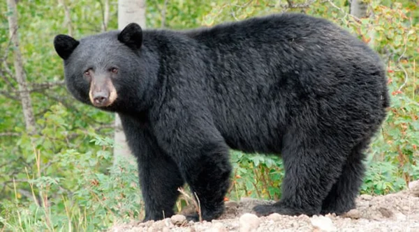 Homem é atacado por urso enquanto tomava café da manhã nos EUA