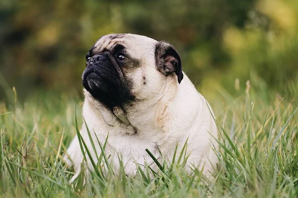 Confira sete dicas que podem ajudar seu cão a viver mais