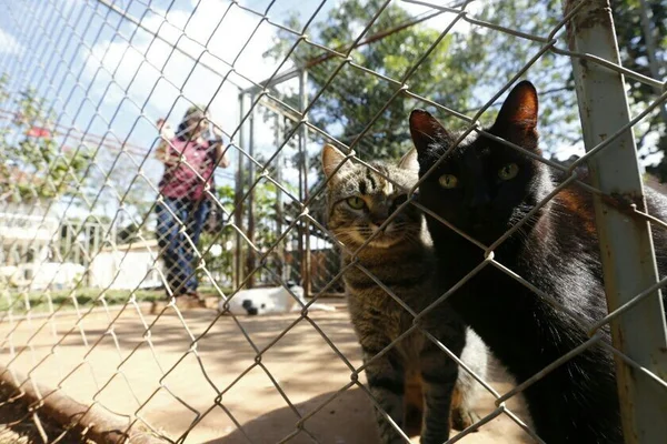 Cães de médica assassinada são adotados, mas gatos ainda não têm lar
