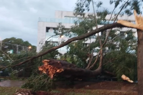 Árvore cai e atinge 18 carros durante tempestade no DF; veja vídeo