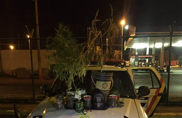 PM prende homem que tinha plantação de maconha em casa, em Arniqueiras