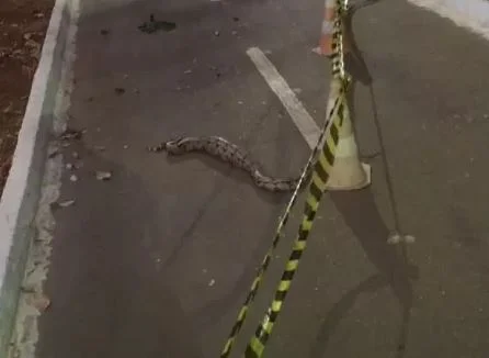 Via em parque é interditada para que animal terminasse refeição