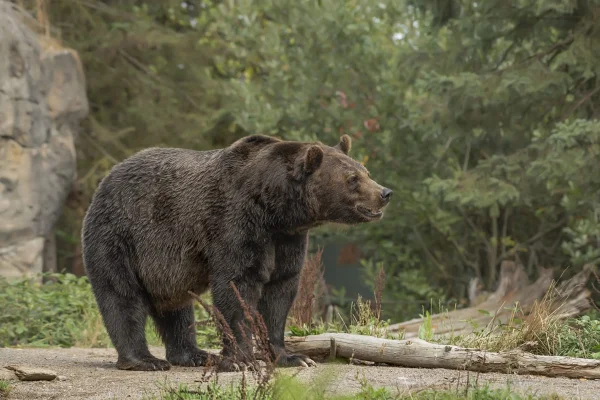 Urso-pardo em floresta