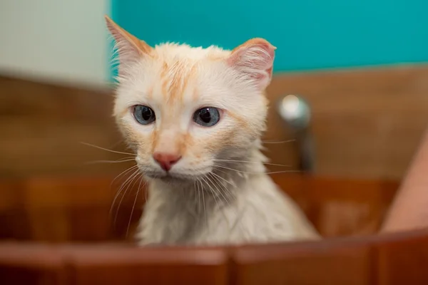 Saúde pet: como tratar a remela excessiva nos olhos dos animais