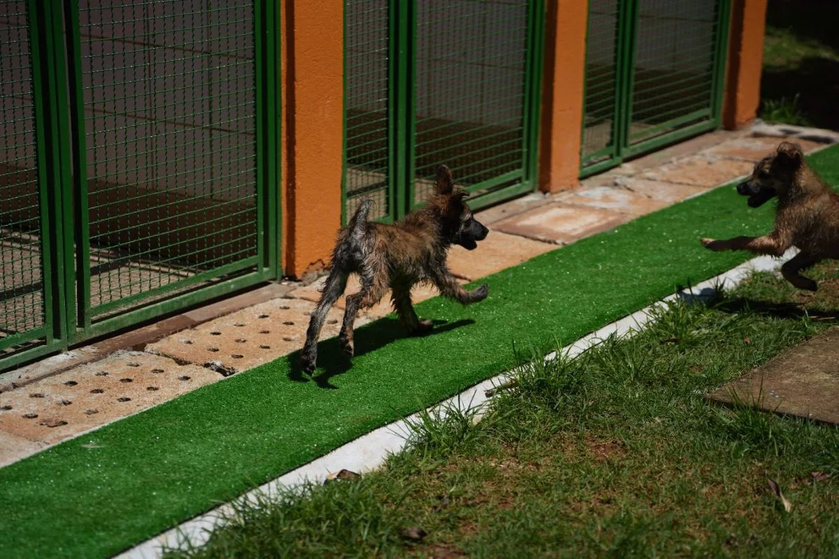 “Impostor Alemão” e mais: Prefeitura de SP terá feira de adoção de animais - imagem 13 “Impostor Alemão” e mais: Prefeitura de SP terá feira de adoção de animais - imagem 13