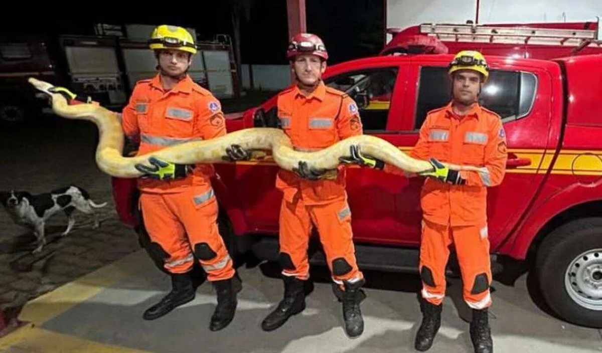 Cobra píton de 4 metros - Metrópoles Cobra píton de 4 metros - Metrópoles