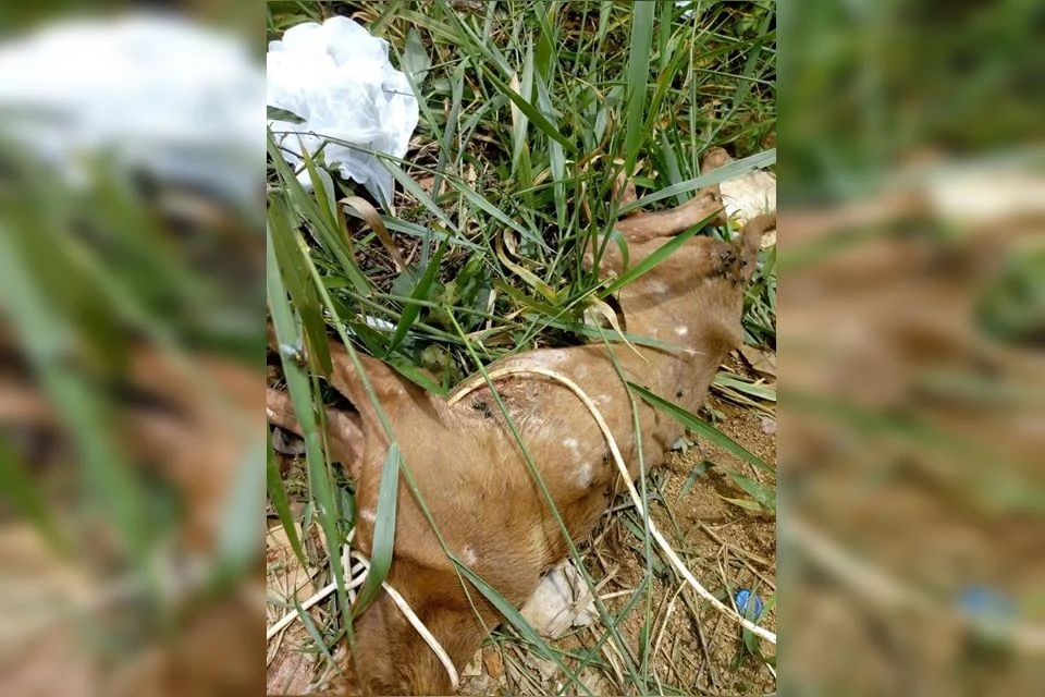 O cachorro estava amarrado com um fio em um terreno na Cidade Ocidental O cachorro estava amarrado com um fio em um terreno na Cidade Ocidental