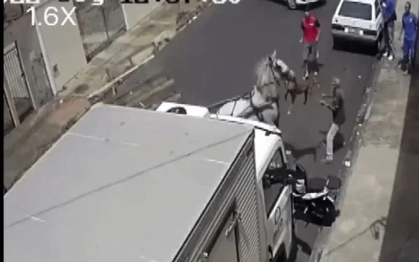 Vídeo: égua é atacada por pit-bull no interior de São Paulo