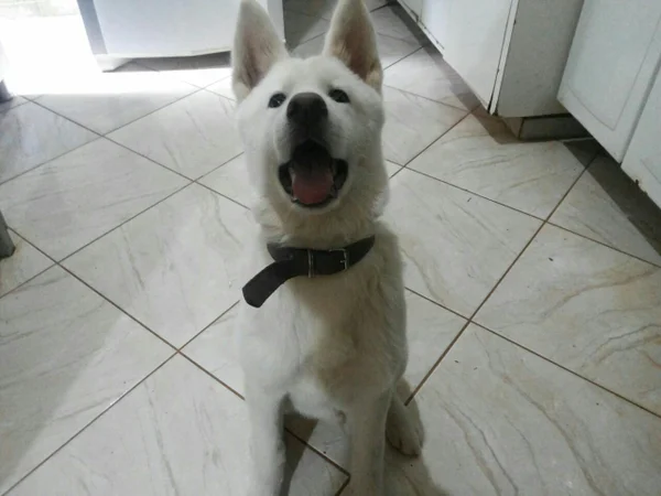Yuki