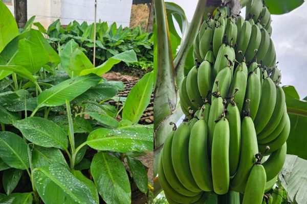 montagem com mudas de nova banana e cachos dela
