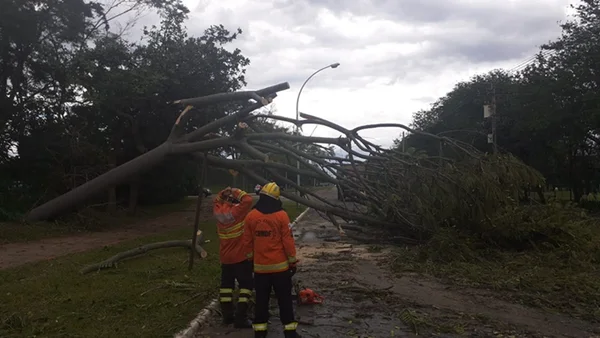 Chuva causa queda de árvores em diferentes regiões do Distrito Federal