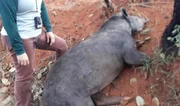Anta está na lista de animais em extinção, com categoria de vulnerável Anta está na lista de animais em extinção, com categoria de vulnerável
