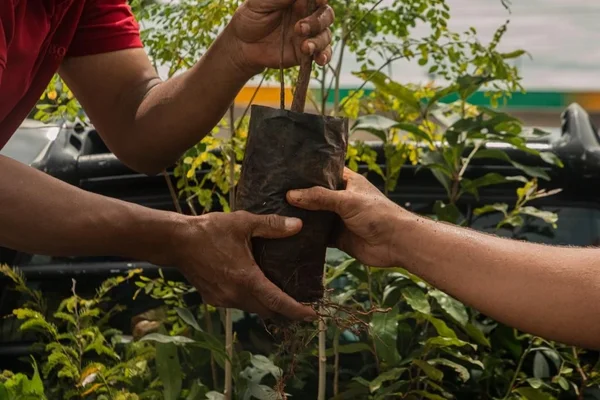 goias troca consciente anapolis