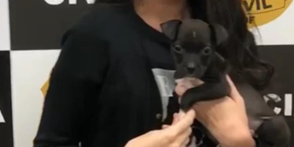 cachorro